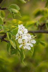 A beautiful white pear tree flowers in spring. Fruit tree blossoming in garden in Latvia, Northern Europe.