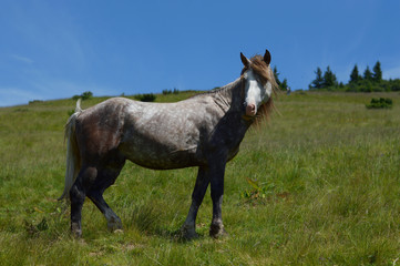 Fototapeta premium White grey horse stands sideways on the mountain in the summer.
