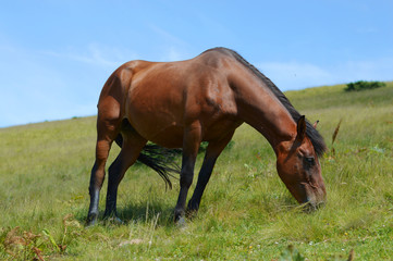 Fototapeta premium Thoroughbred young horse posing against spring fields.