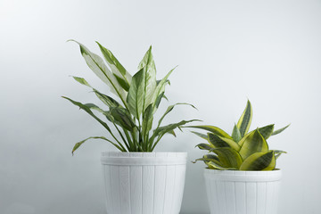 Houseplants in white's flowerpots on a table near bright white wall