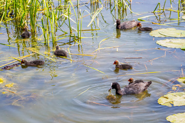 A wild duck with ducklings floating along the river among the cane_
