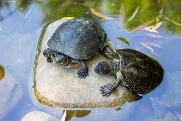 Obraz premium Two turtles on the stone in the river are getting warm in the sun_