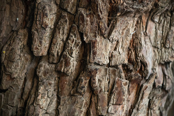 The bark of a Ziziphus jujuba