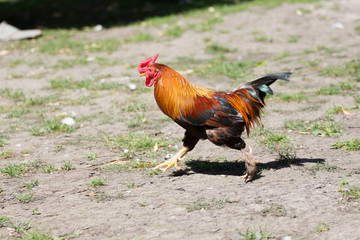 A dwarf cock runs around the yard of the farm. Hurry to work_