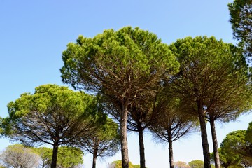 Spectacular pine trees near San Pietro Beach at Albania. Green surrounding of pine trees. Low angle view