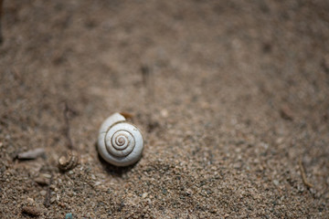 A shell on the sand