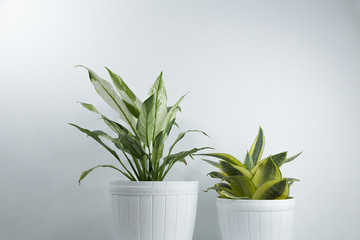 Houseplants in white's flowerpots on a table near bright white wall