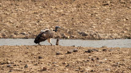 Long billed Vulture or Gyps indicus at Ranthambore Tiger Reserve National Park , Rajasthan, India