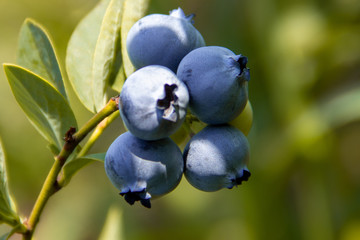 Blueberries growing on a branch in a wild forest