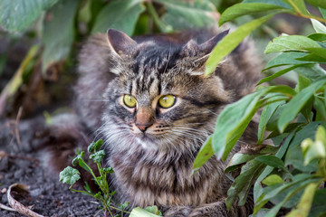 Naklejka na ściany i meble Striped fluffy cat with large expressive eyes among thickets in the garden_