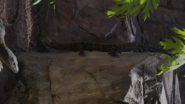 Crocodile monitors fighting at the Houston Zoo