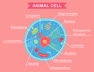 Animal cell anatomy vector cartoon illustration isolated on background.