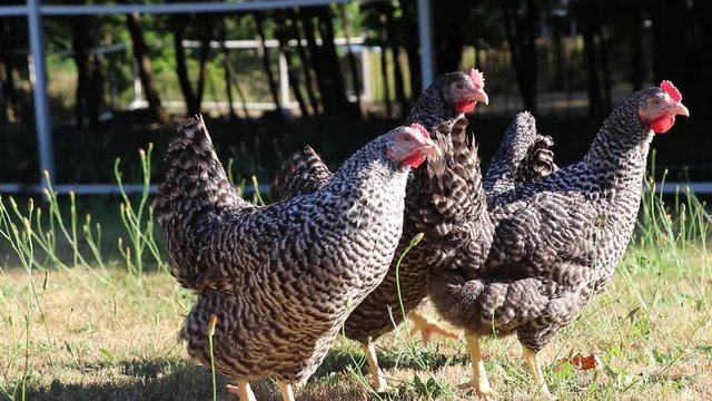 Hens on a flat lawn