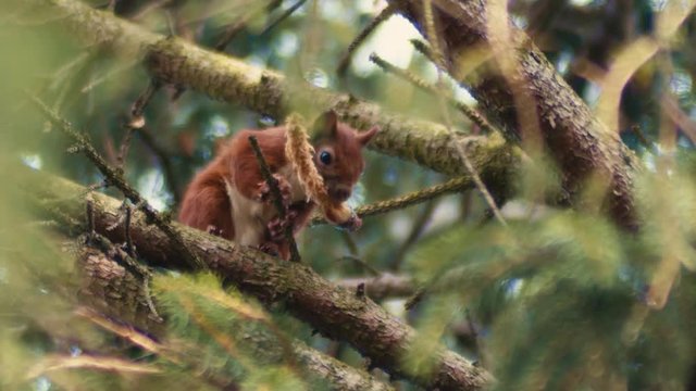 A chunky red squirrel looks down at the camera whilst holding his lunch in his mouth. The red squirrel is endangered in the United Kingdom due to dominance of the American Gray Squirrel