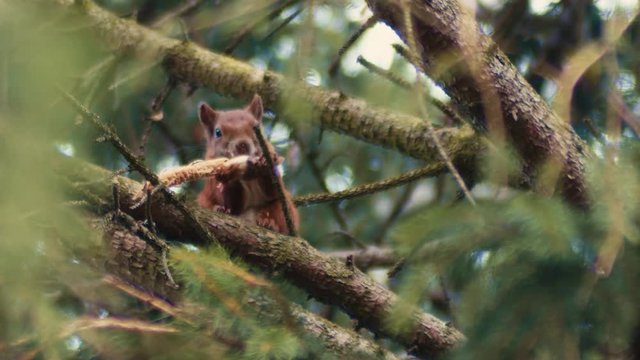 A fat Red Squirrel, sits high up in a pine tree eating his lunch with his front paws while carefully balanced on the branch.