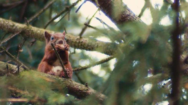 A very plump red squirrel sits high up in the trees eating his lunch in a hurry.