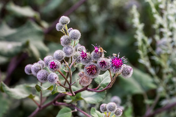 The thistle in a field on a dark background during the period of fruit ripening_