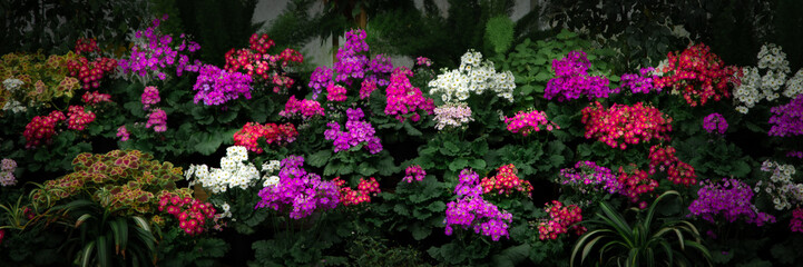 Obraz premium flowers in the garden