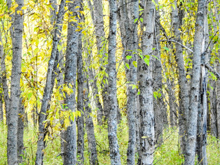 White birch trees yellow autumn leaves 