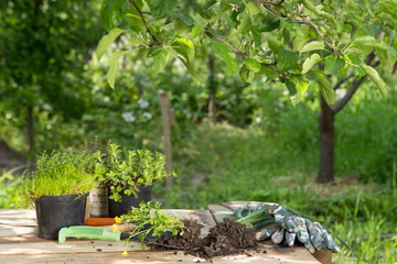 Seedlings, plants in pots and garden tools on the wooden table, green trees background - gardening concept
