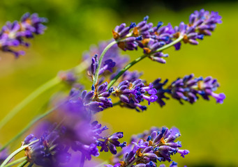Obraz na płótnie Canvas Lavender blossoms