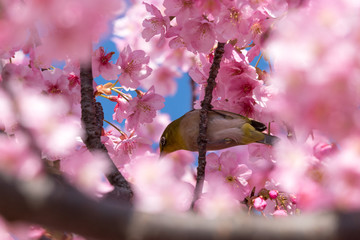 メジロと河津桜　東京都江戸川区　旧中川