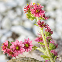 Flowering cobweb houseleek