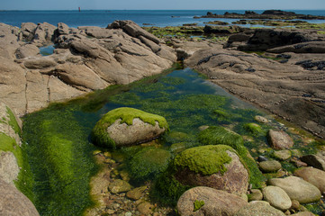 closeup of algae on rocks in border sea in Quiberon britain France