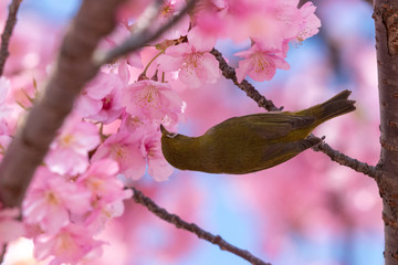 メジロと河津桜　東京都江戸川区　旧中川