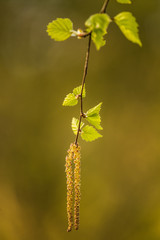 Beautiful, fresh birch tree leaves in spring. Sunny scenery of a nordic forest.