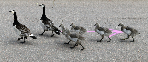 Fototapeta premium Family of Barnacle geese (Branta leucopsis) with chicks crossing road