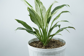 Houseplants in white's flowerpots on a table near bright white wall