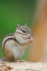 器用に食べるシマリス