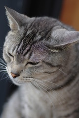 可愛い猫ちゃん