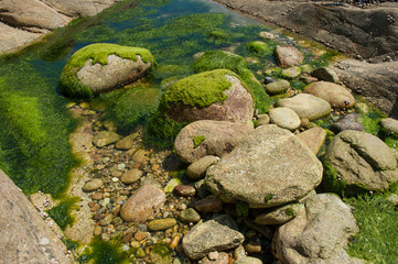closeup of algae on rocks in border sea in Quiberon britain France