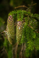 Beautiful, young spruce tree cones with resin dripping. Spring scenery, Christmas decoration.