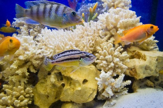 close-up of bright and colorful pseudo sea aquarium with dead hard corals, white sand and lake Malawi cichlid fish, beautiful freshwater aquascape