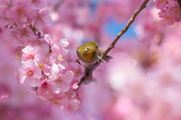 メジロと河津桜　東京都江戸川区　旧中川