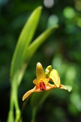 Natural background with the beautiful orchids.  Bulbophyllum hybrid on nature background, selective focus and free space for text.