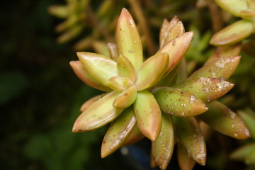 Fototapeta na wymiar Sedum 'nussbaumeranum' close-up