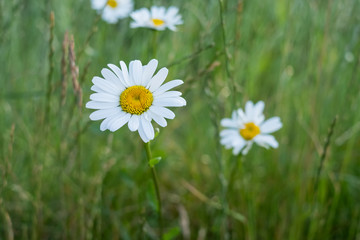 Beautiful daisies in the evening