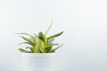 Houseplants in white's flowerpots on a table near bright white wal