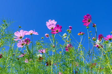 コスモスのお花畑