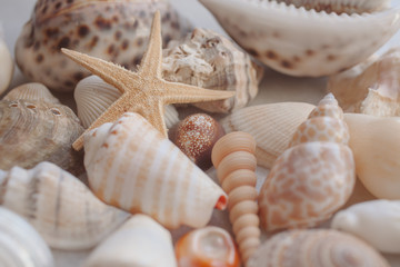 Seashell background with starfish. Many different colorful seashells and starfish piled together. Ocean life.