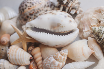 Seashell background with starfish. Many different colorful seashells and starfish piled together. Ocean life.
