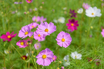 コスモス