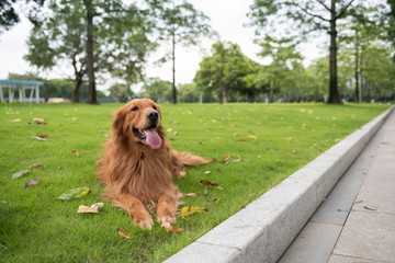 Golden Retriever playing in the park grass