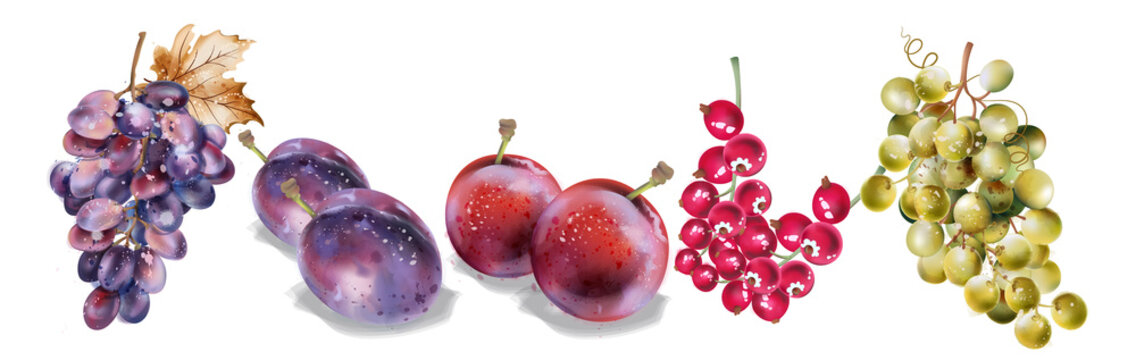 Grapes and plums vector watercolor. Autumn fall harvest sets