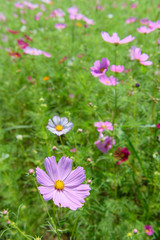 コスモス