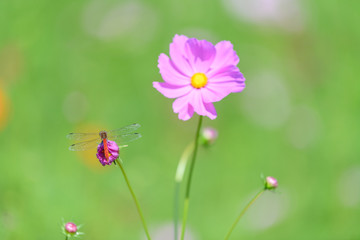 コスモスとトンボ